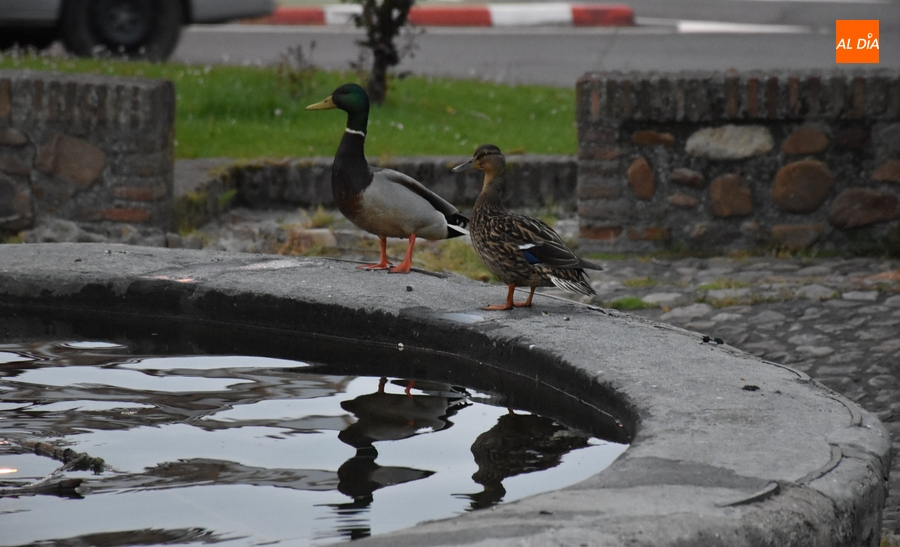 1Foto: Patos de ciudad