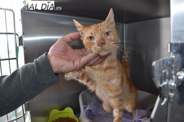 Objetivo: salvar a los animales y buscarles una familia