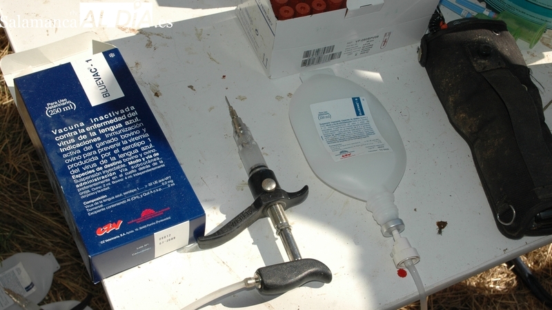 La 19 de Abril denuncia falta de previsión de la Consejería de Agricultura y Ganadería ante la ausencia de vacuna contra la lengua azul