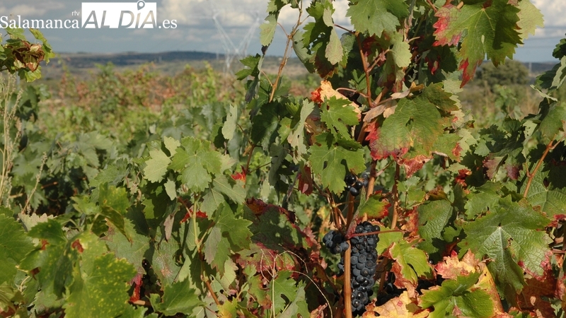 El Bocyl publica la convocatoria de ayudas para la reestructuración de viñedos