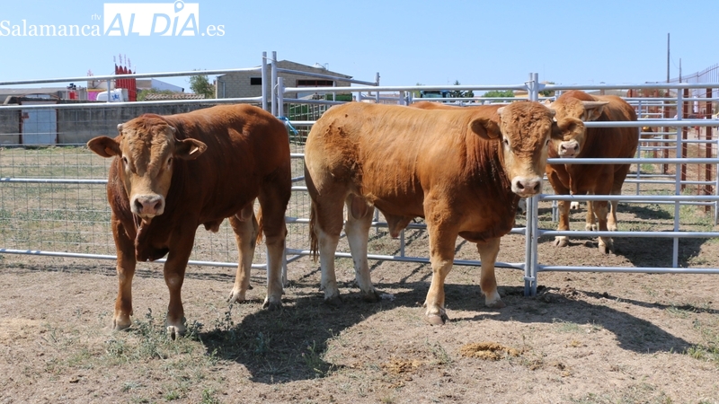 El Ayuntamiento de Peralejos de Abajo organiza la I Jornada de Promoción del Vacuno de Carne 