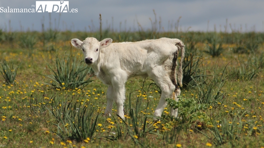La paja deja de cotizar y el cereal repite en una jornada de transición por el Lunes de Aguas