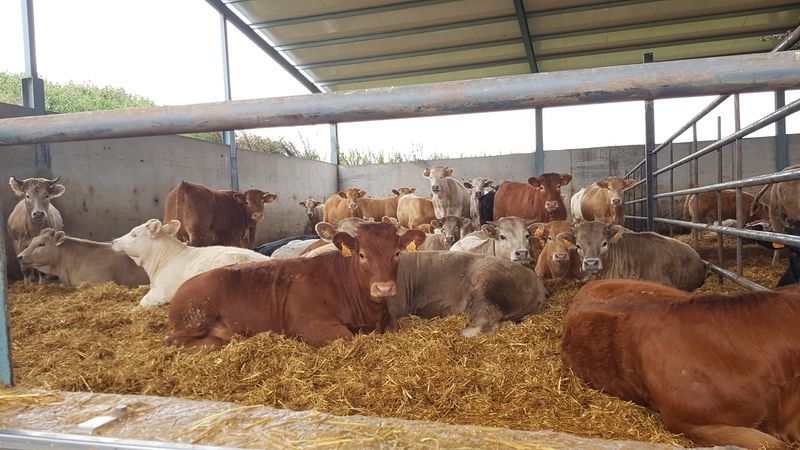 Ternera Charra sigue creciendo y aumentará su producción en cerca de mil cabezas 