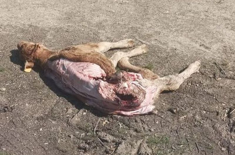 Los meloncillos vuelven a atacar en Salamanca y matan a un ternero de 3 días en Ledesma