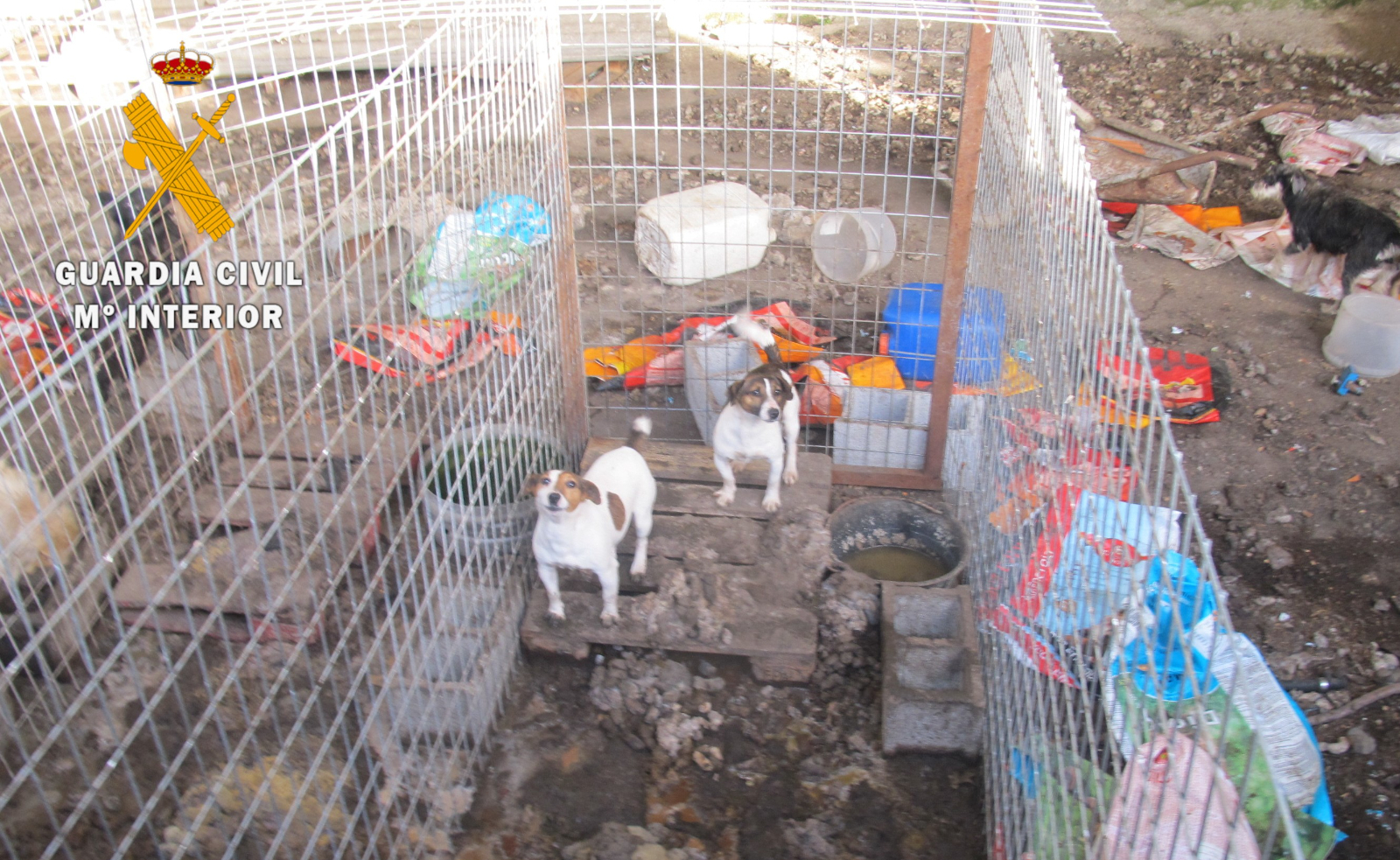 Descubierto en Peñaparda un núcleo zoológico de perros con pésimas condiciones higiénico-sanitarias