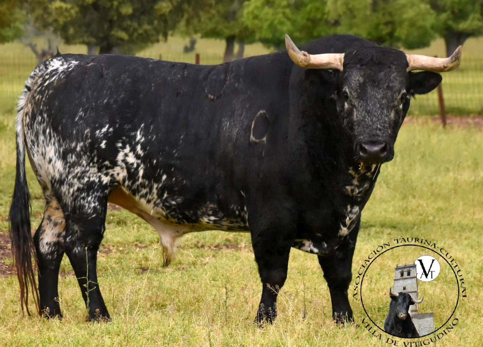 Compañero, de la ganadería de Santos Alcalde, VIII Toro de Cajón de Vitigudino