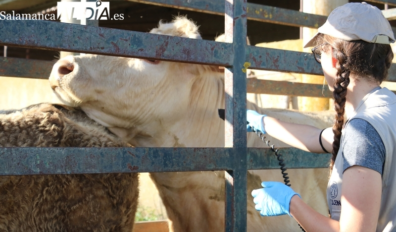Vox critica la oposición del PSOE a la introducción de los veterinarios libres en los saneamientos