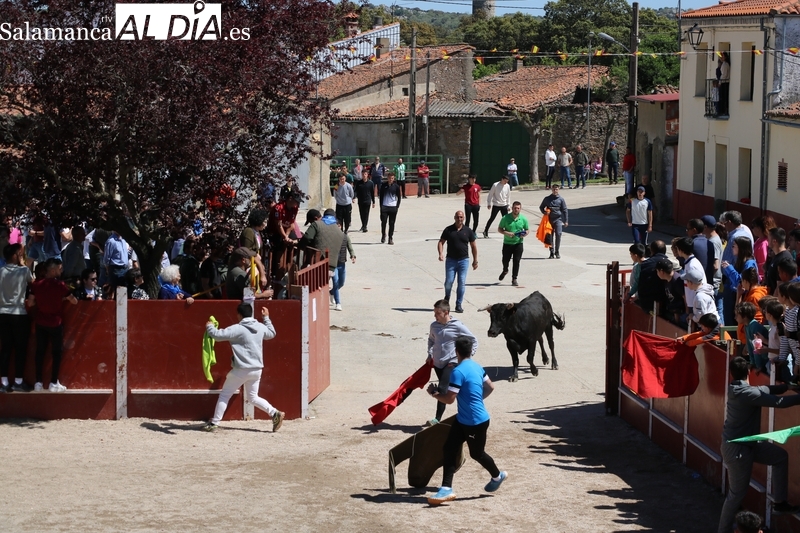 El público disfruta en Olmedo de Camaces de un entretenido encierro-capea