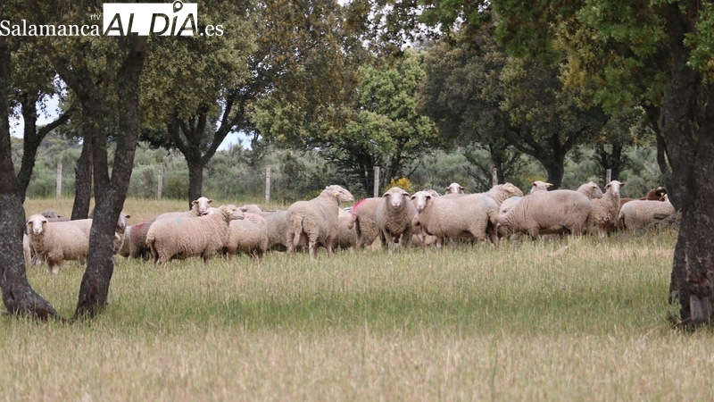 El cereal cambia de tendencia con una subida de precios en todas las categorías