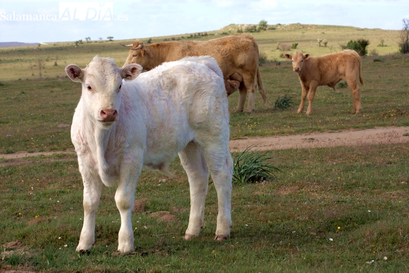 El cereal sigue en picado y el vacuno resiste