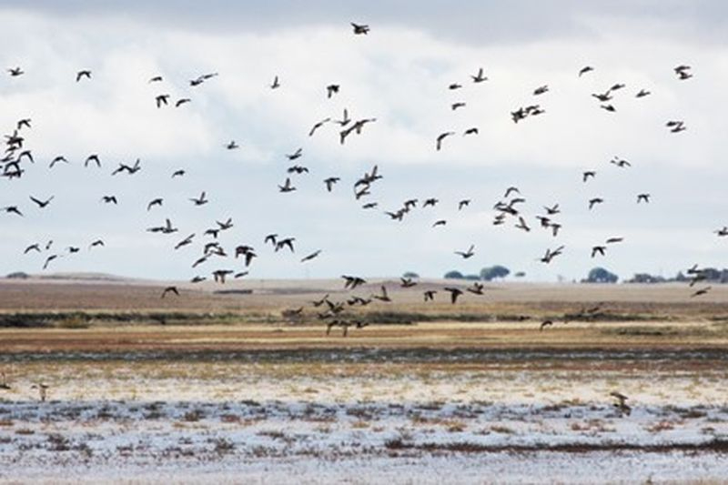 Descubre estos humedales únicos a poco más de una hora de Salamanca