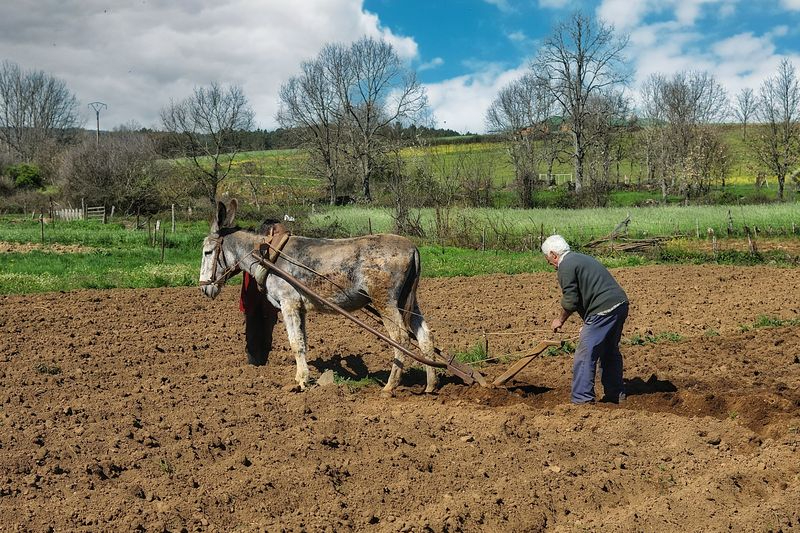 El viaje a la semilla