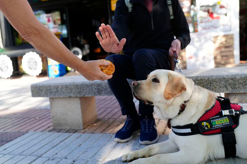 Los perros guía de la ONCE en Salamanca piden que no los distraigas con alimentos 