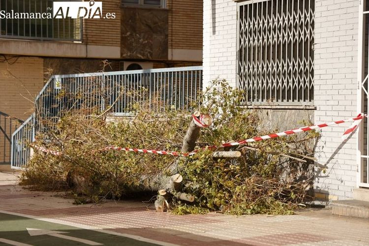 Salamanca registra más de 60 incidencias durante la borrasca Nelson