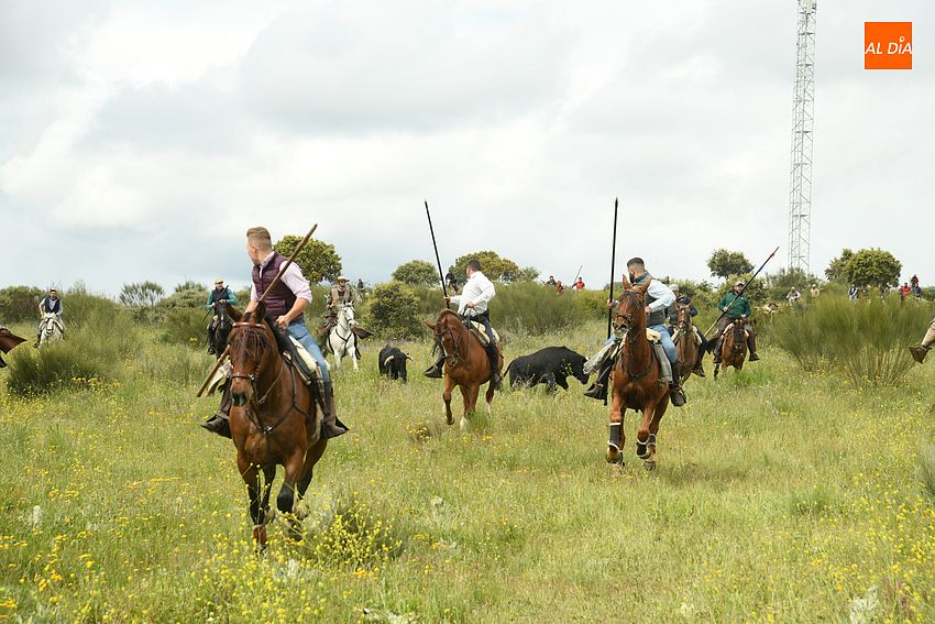 encierro a caballo gallegos de argañán