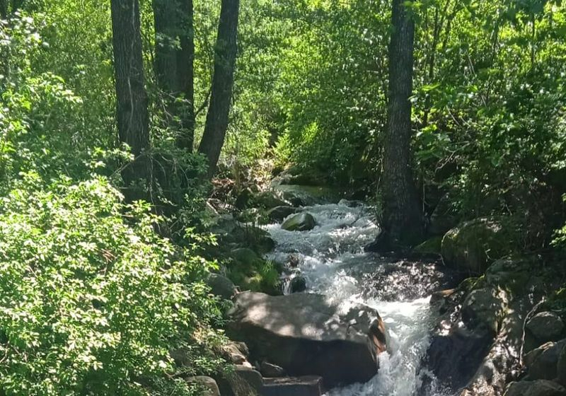 Parecía una mancha pero era una mariposa