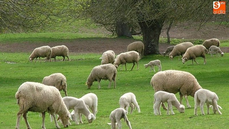 Exigen un Plan de apoyo para el sector ovino de carne ante la entrada masiva de corderos foráneos 