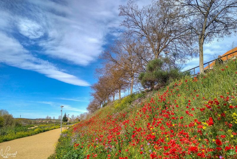 El regreso de la alegría 
