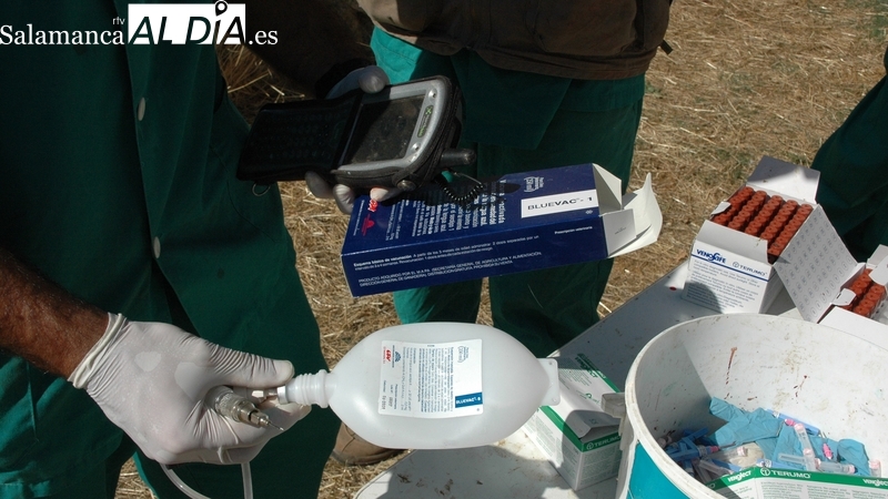 La Junta aprueba un gasto de más de un millón de euros para la compra de vacunas contra la lengua azul