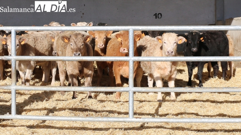 Ligera subida del cereal en todas las categorías, excepto maíz, y la paja inicia el descenso