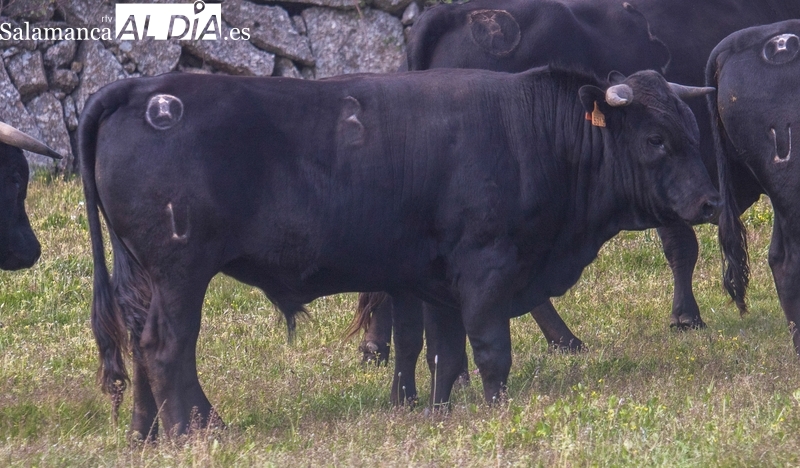 Bogajo cuenta ya con el ganado para las fiestas de San Juan