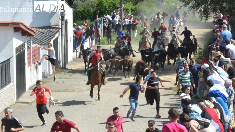 Intensa jornada taurina en las fiestas de El Noveno de San Felices de los Gallegos 
