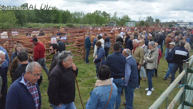 Lumbrales vive una gran Feria de San Isidro con mucha animación
