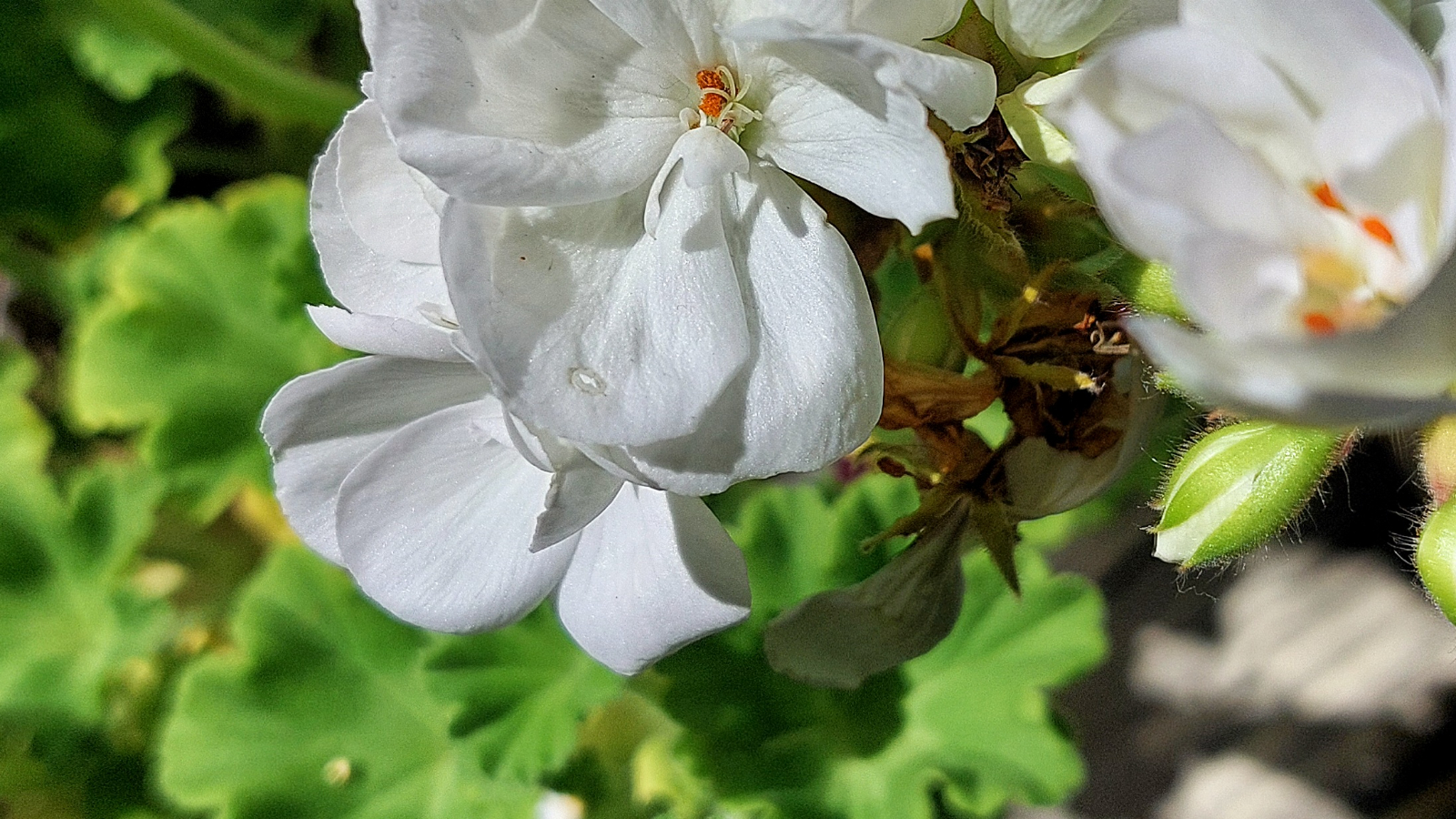 Gestión de las ausencias 