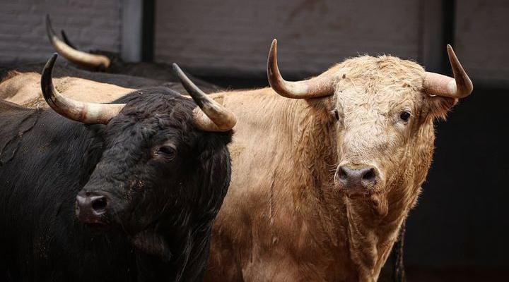 Indómito y Jarrero, novillos para Ismael Martín en su compromiso en Las Ventas