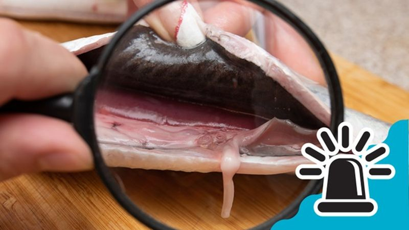 Alerta por un pescado con anisakis procedente de Marruecos