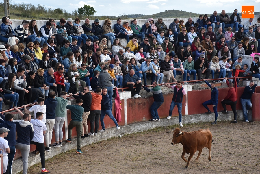 La tarde taurina de Saelices suscita una notable expectación pese a la competencia