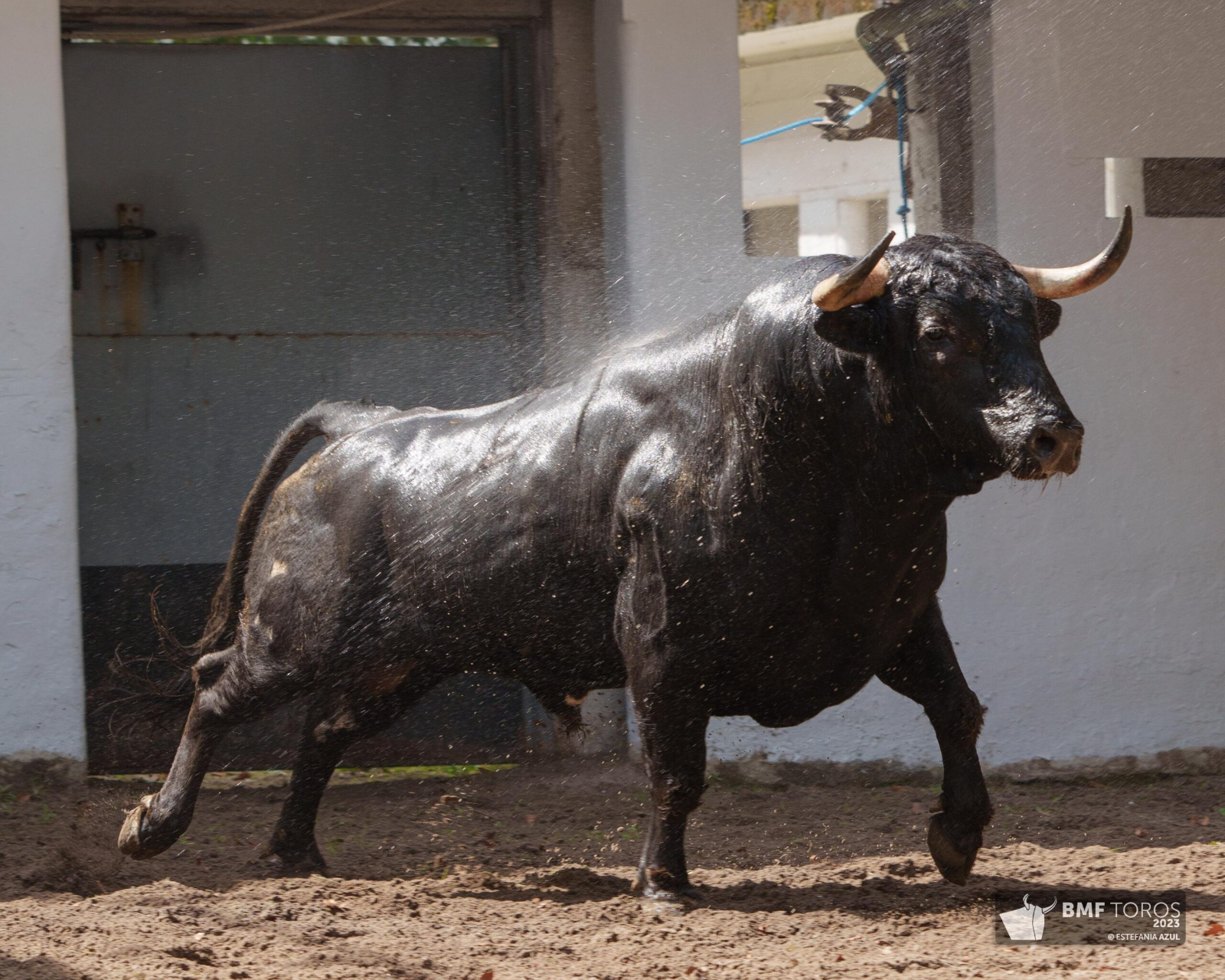 José Cruz lidiará la novillada en la Aste Nagusia de Bilbao