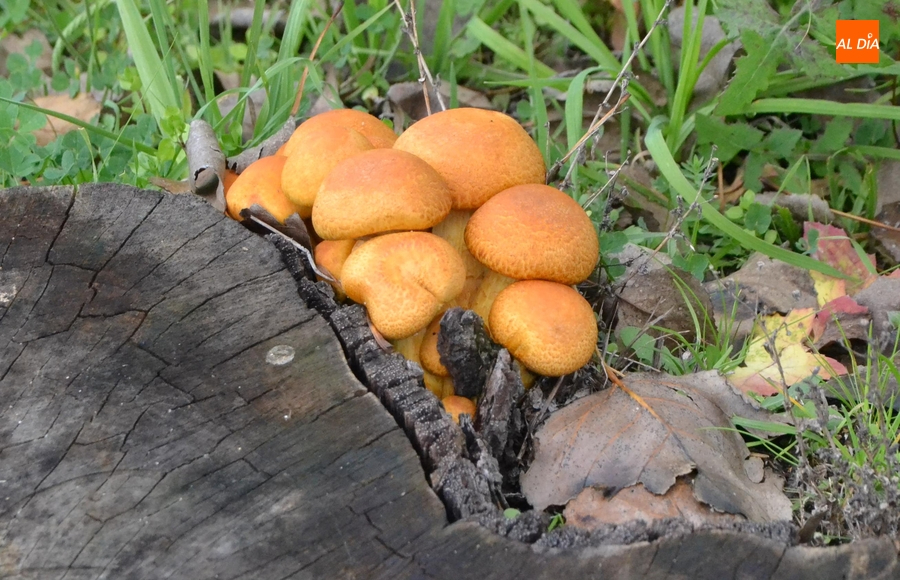 Martiago y Monsagro acogerán las II Jornadas Micológicas de Primavera de la Diputación