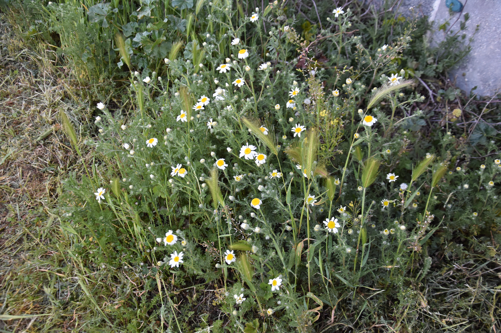 El verdor de la vía