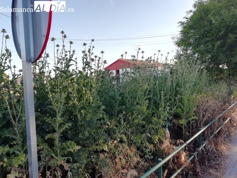 Densa vegetación en terrenos circundantes a la CL-517 en Lumbrales