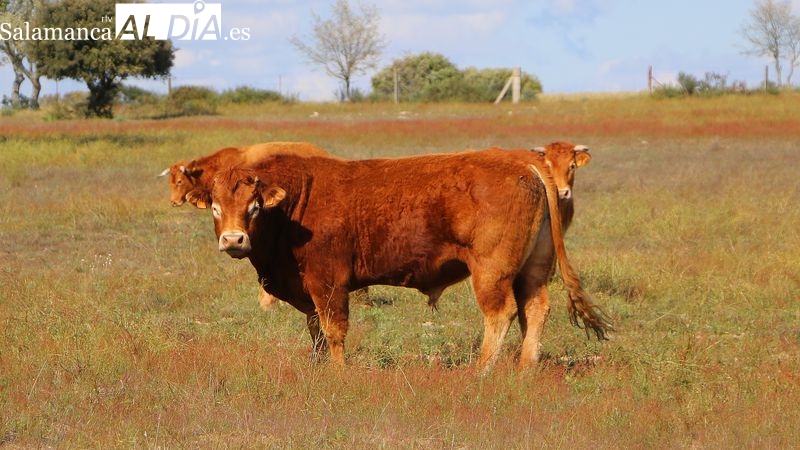 El cereal sigue cotizando al alza y el forraje ya tiene precio