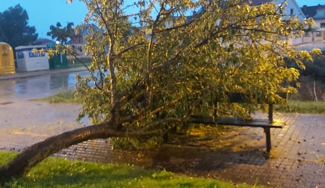 Indemnizados dos conductores con 567€ y 762€ por la caída de arbolado sobre sus vehículos