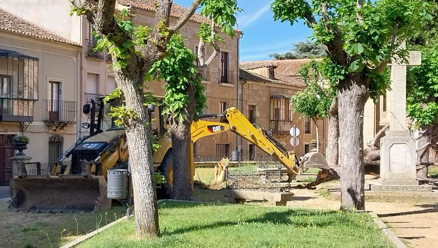 Retirados por su mal estado dos veteranos árboles de la Plazuela de San Salvador