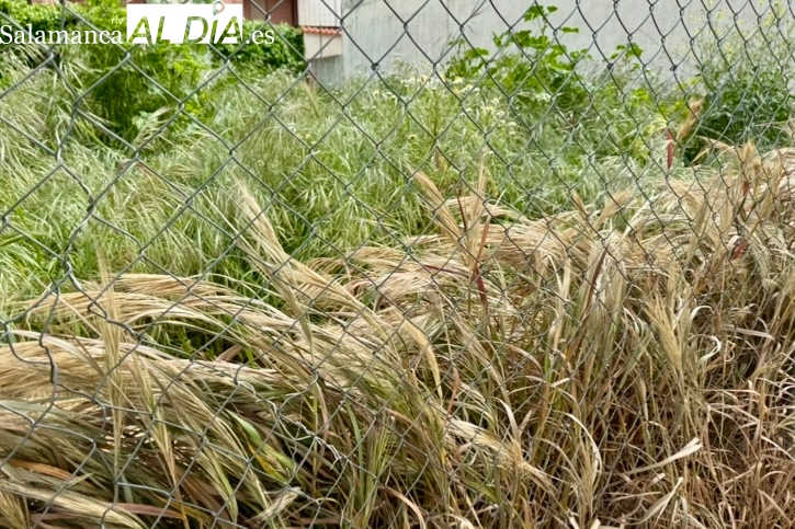 Activas las inspecciones para comprobar la limpieza de solares, con multas de hasta 750 euros para quienes incumplan la ordenanza