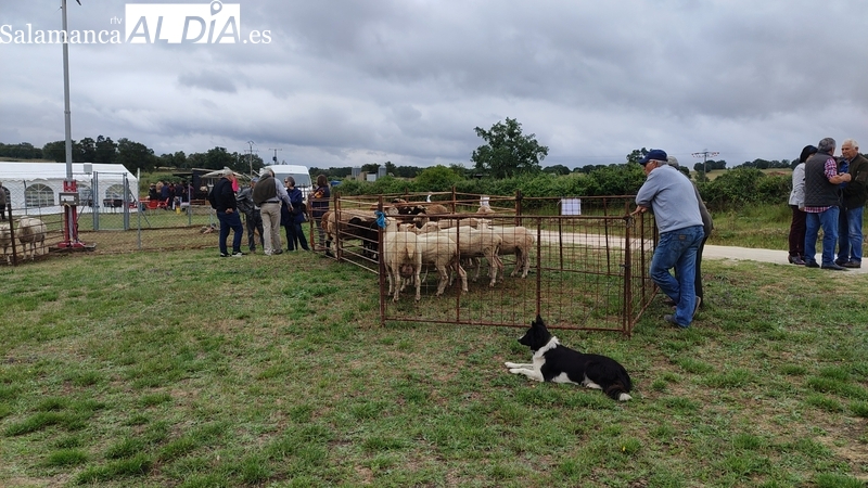 El Ayuntamiento de Bañobárez  prepara la tradicional feria ganadera del mes de junio