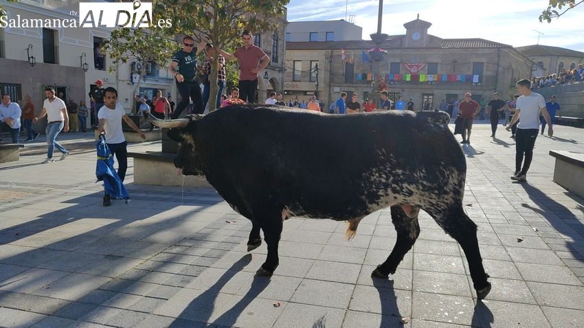 Gran juego de los toros de Santos Alcalde y Domingo Hernández en el VIII Toro de Cajón de Vitigudino