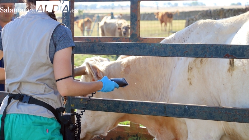 Unión por la Ganadería quiere tener voz en el Foro Nacional de la Ganadería Extensiva
