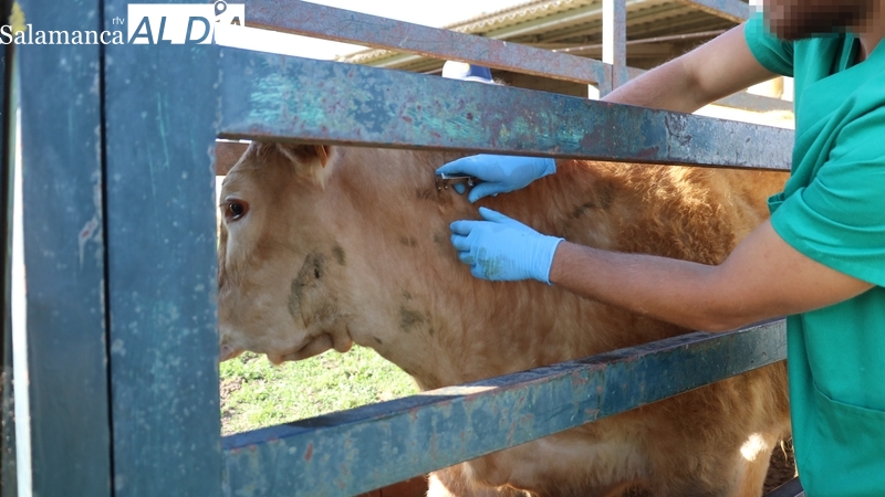 Ante la falta de vacuna contra la lengua azul la Junta autoriza los movimientos en el interior de la Comunidad