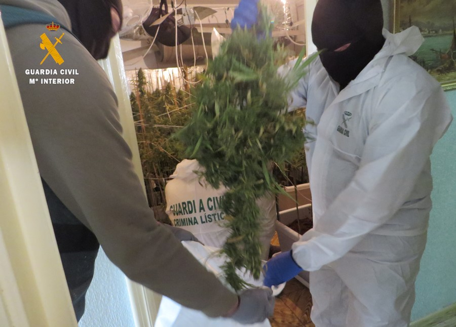 La ‘Operación Candelizo’ de la Guardia Civil dejó 4 detenidos y 48 kilos de marihuana incautados