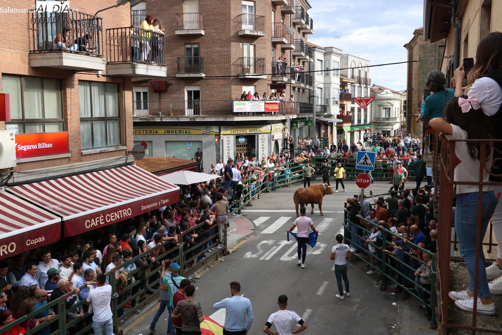 Vitigudino se prepara para vivir el preCorpus con el Día entre peñas, el VIII Toro de Cajón y el Renovation Experience