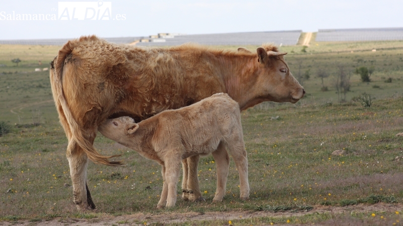El cereal mantiene la tendencia al alza de los precios que iniciaba hace una semana