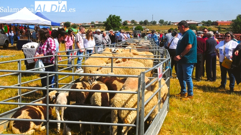 El Ayuntamiento de Lumbrales apuesta por mantener la tradicional feria ganadera