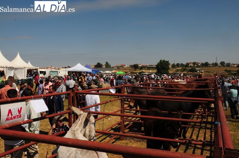 Lumbrales celebrará la Feria Ganadera y la XXVII Feria Multisectorial el día de San Isidro