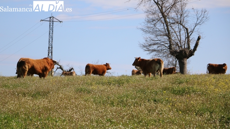 Peralejos de Abajo tiene todo dispuesto para la I Jornada de Promoción del Vacuno de Carne