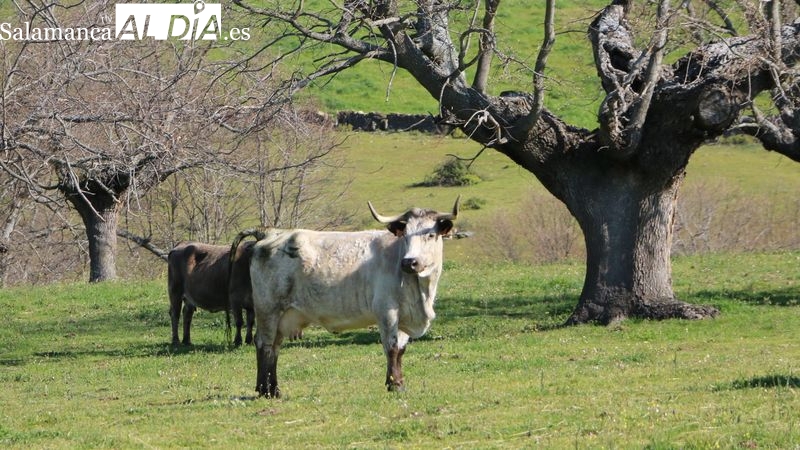 Fuerte subida del cereal ante la incertidumbre de una mala cosecha en el exterior